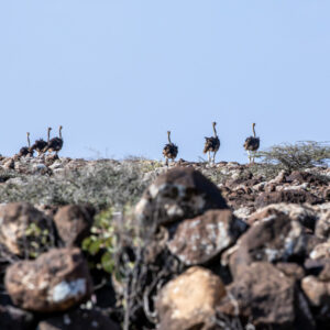 Tales of the Djibouti By Camille Massida